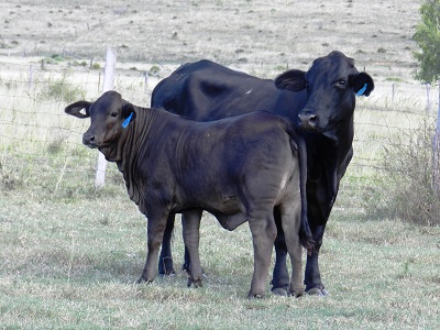 Elara Lil' Celeste 3rd 867 & dam (2018)